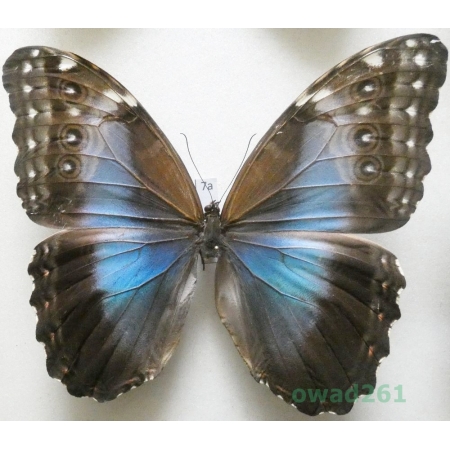 Morpho peleides Kollar, 1850 female Columbia 123mm7a